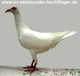 00 11 Straslunder Highflier Pigeon 1.jpg (34953 Byte)